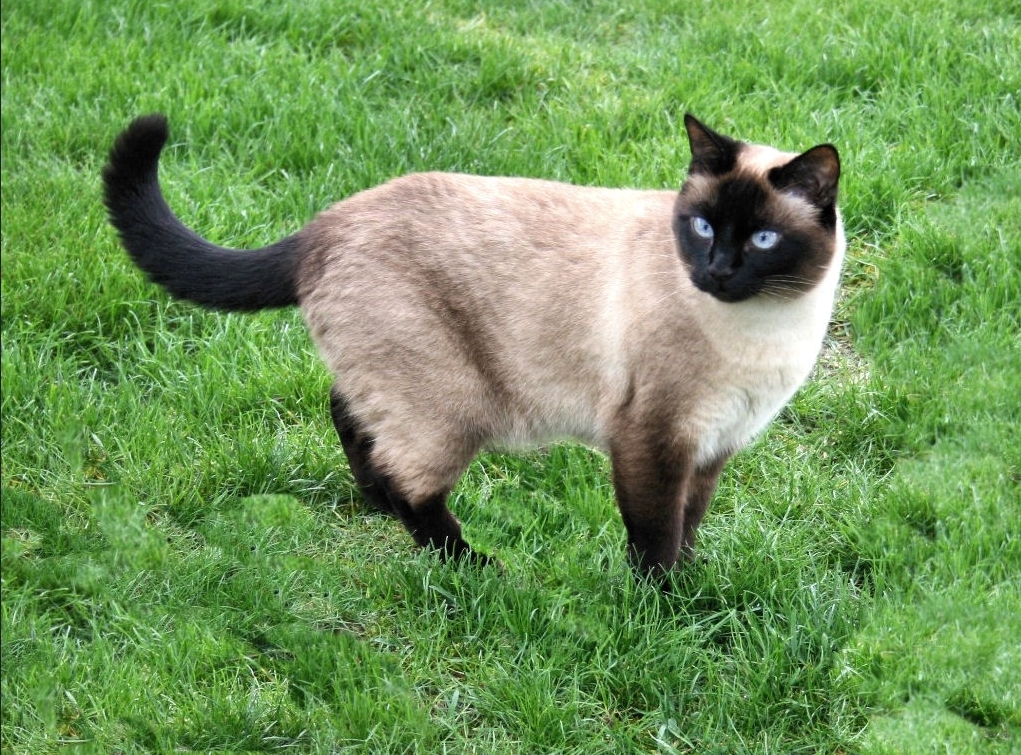 Gato Siamês