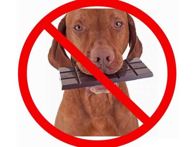 Alimentos proibidos para cães