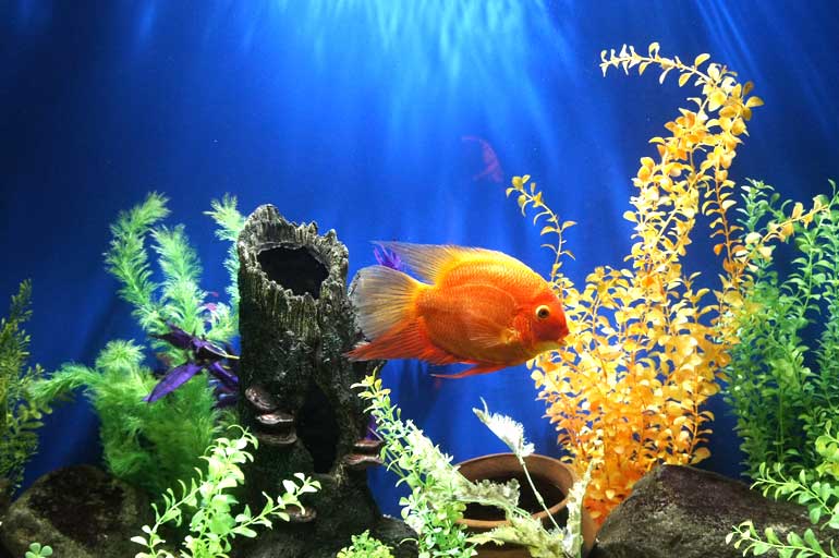 A iluminação no aquário e sua influência na vida do peixe