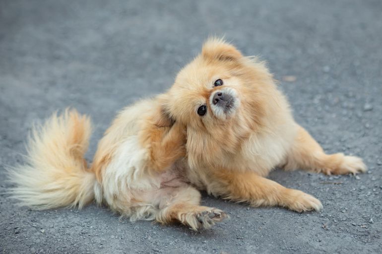  Coceira em cachorro nem sempre é pulga. Muitas vezes, o animal pode estar sofrendo de algo mais sério.