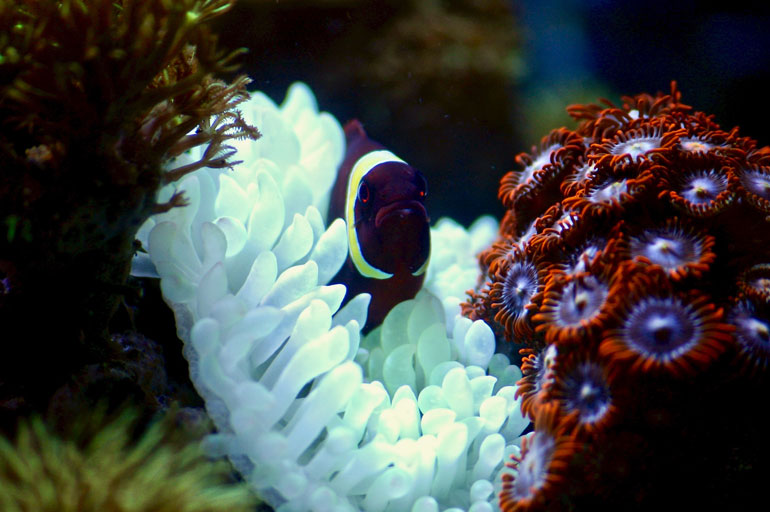 Cloro na água do aquário: entenda o perigo