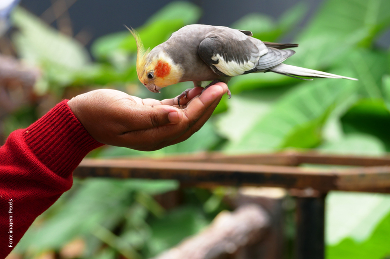 As calopsitas são aves granívoras - Como tratar de uma calopsita