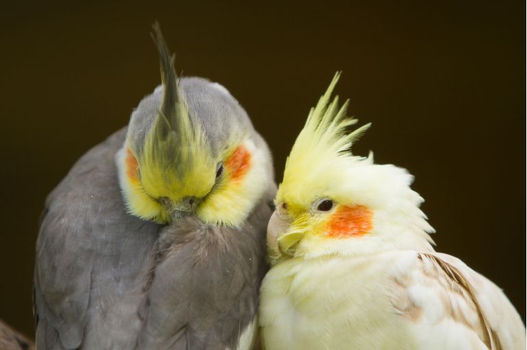 parentesco entre os animais - Coronavírus e Calopsita: ave transmite ou pega a doença?