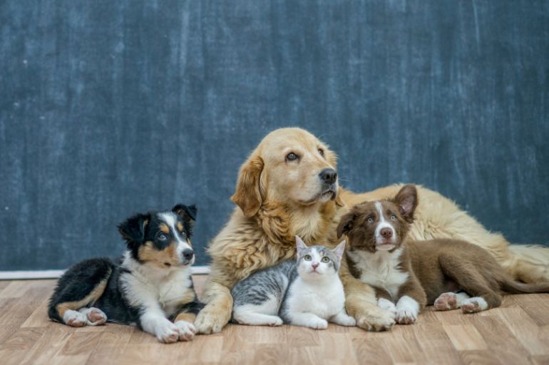 Solução para suprir a solidão - Adoção de pets na pandemia: quarentena faz crescer procura por cães e gatos
