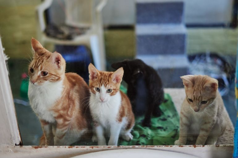 Cuidados na adaptação - Adoção de pets na pandemia: quarentena faz crescer procura por cães e gatos