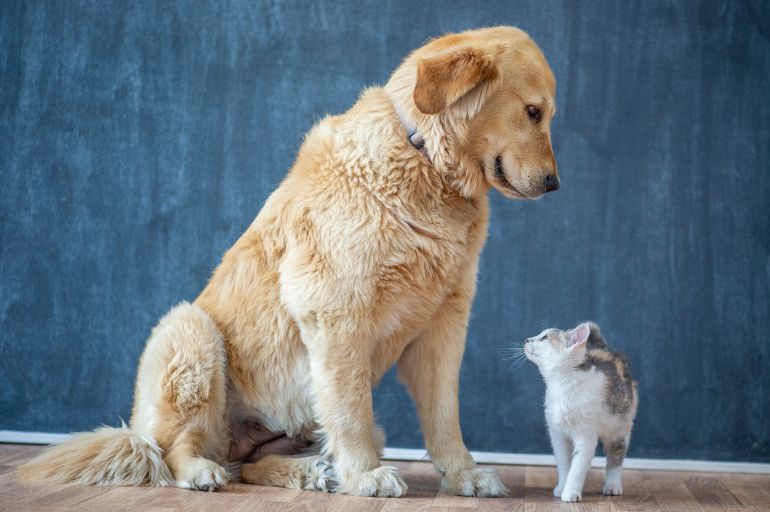 Gatos são independentes - Adoção de pets na pandemia: quarentena faz crescer procura por cães e gatos
