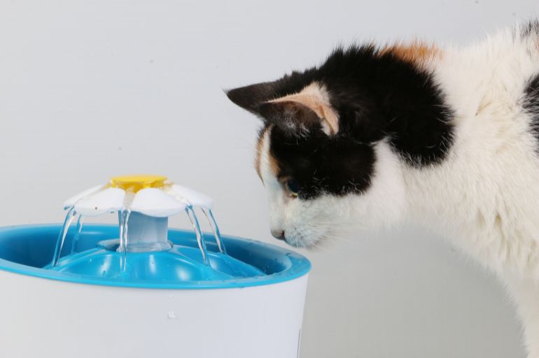 Por que a hidratação do pet é fundamental para a saúde do animal? 3
