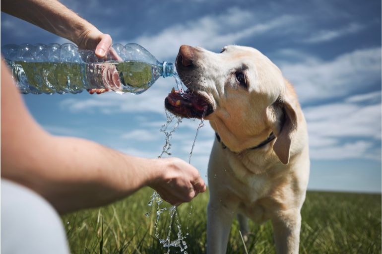 Recomendações para manter o pet hidratado - Por que a hidratação do pet é fundamental para a saúde do animal?