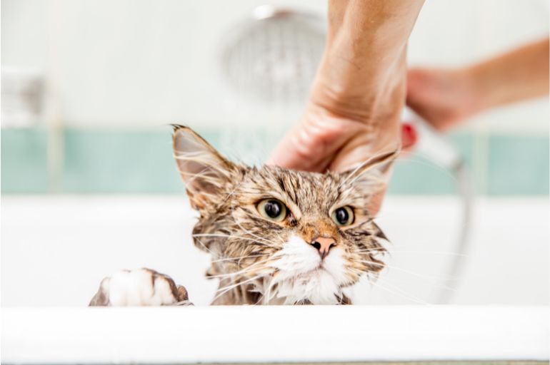 8 dicas úteis para dar banho em gato 4