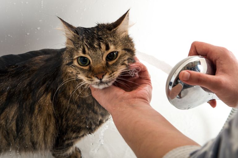 8 dicas úteis para dar banho em gato 2