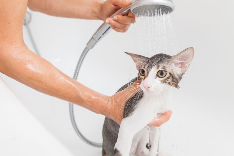 8 dicas úteis para dar banho em gato 3