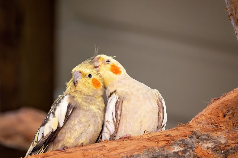 É essencial respeitar o espaço da ave- Calopsita gosta de carinho?