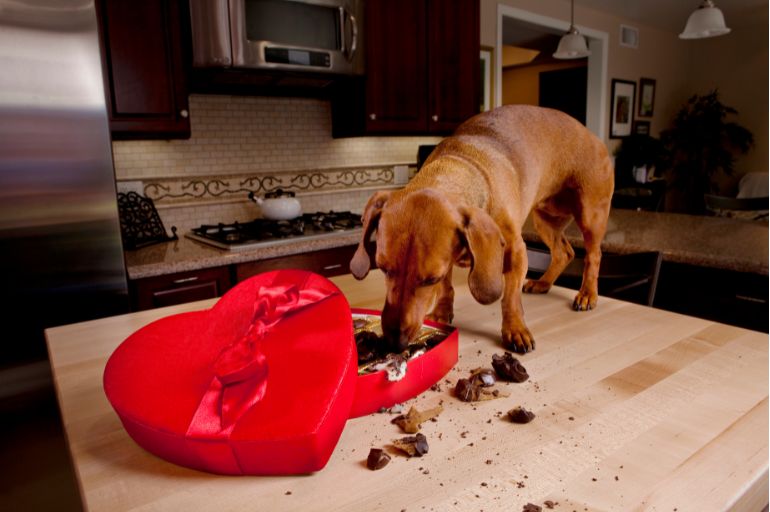 Alguns alimentos deixam os pets mal acostumados - Cachorro pode comer chocolate?