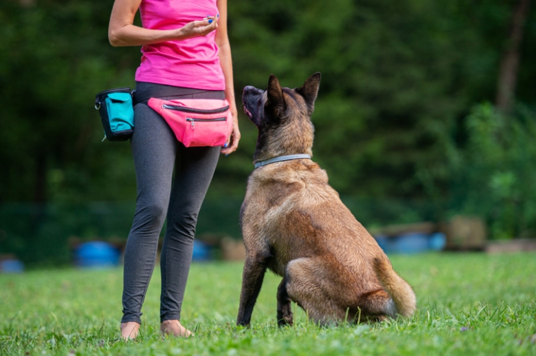 Passeios e brincadeiras - Adestramento positivo: dicas para educar seu cachorro, independentemente da idade