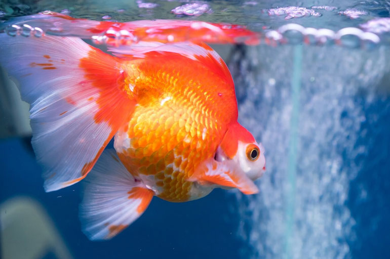 Peixinho Dourado - Conheça os 5 tipos de peixes de aquário mais procurados