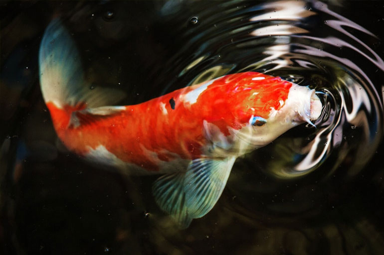 Carpa - Conheça os 5 tipos de peixes de aquário mais procurados