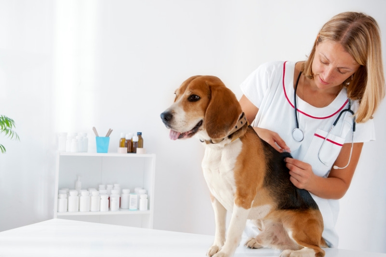Vacina para cachorro: em que idade aplicá-la? 1