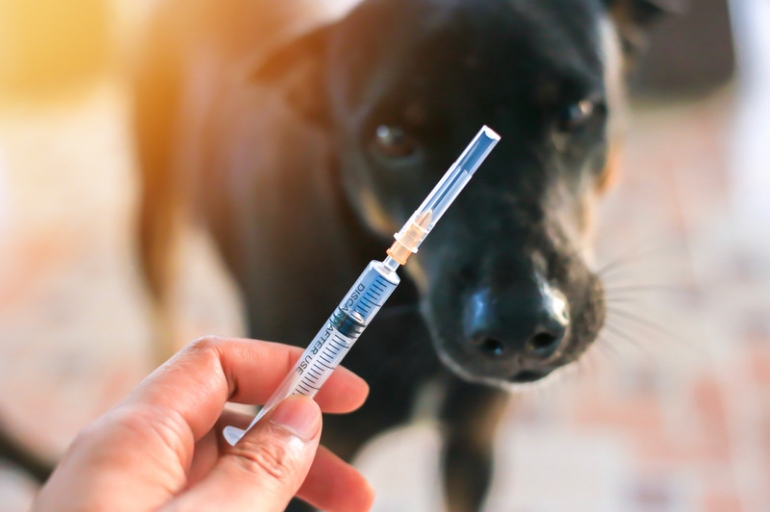 Vacina para cachorro: em que idade aplicá-la? 2