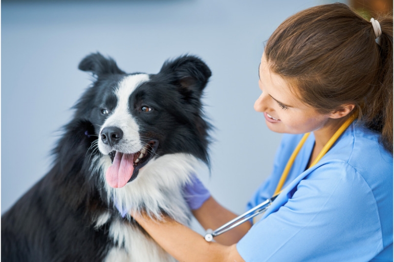 Quando levar o cachorro ao veterinário? Confira nossas dicas! 1