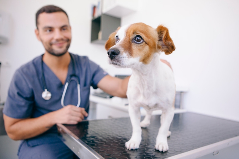 Pet filhote - Quando levar o cachorro ao veterinário? Confira nossas dicas!