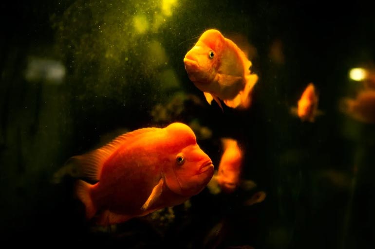 Por que aquário sujo é prejudicial aos peixes