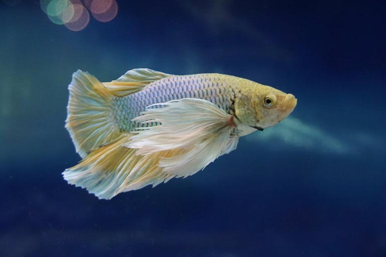 betta - Quanto tempo vive um peixe de aquário?