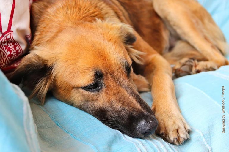 Cio de cachorro: quanto tempo dura