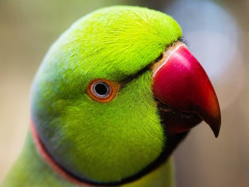 Ring neck: conheça essa ave de beleza encantadora e peculiar