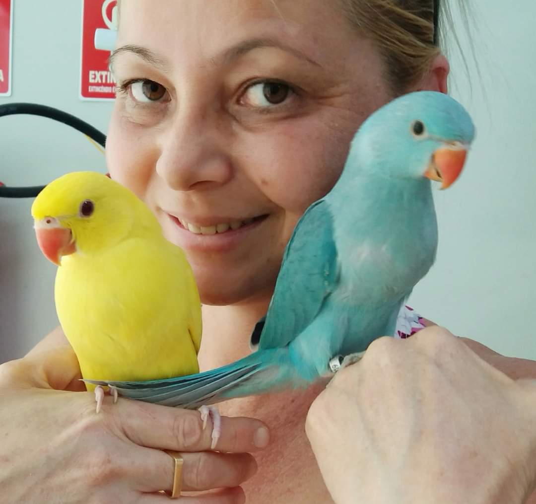 Independentes e inteligentes - Ring neck: conheça essa ave de beleza encantadora e peculiar