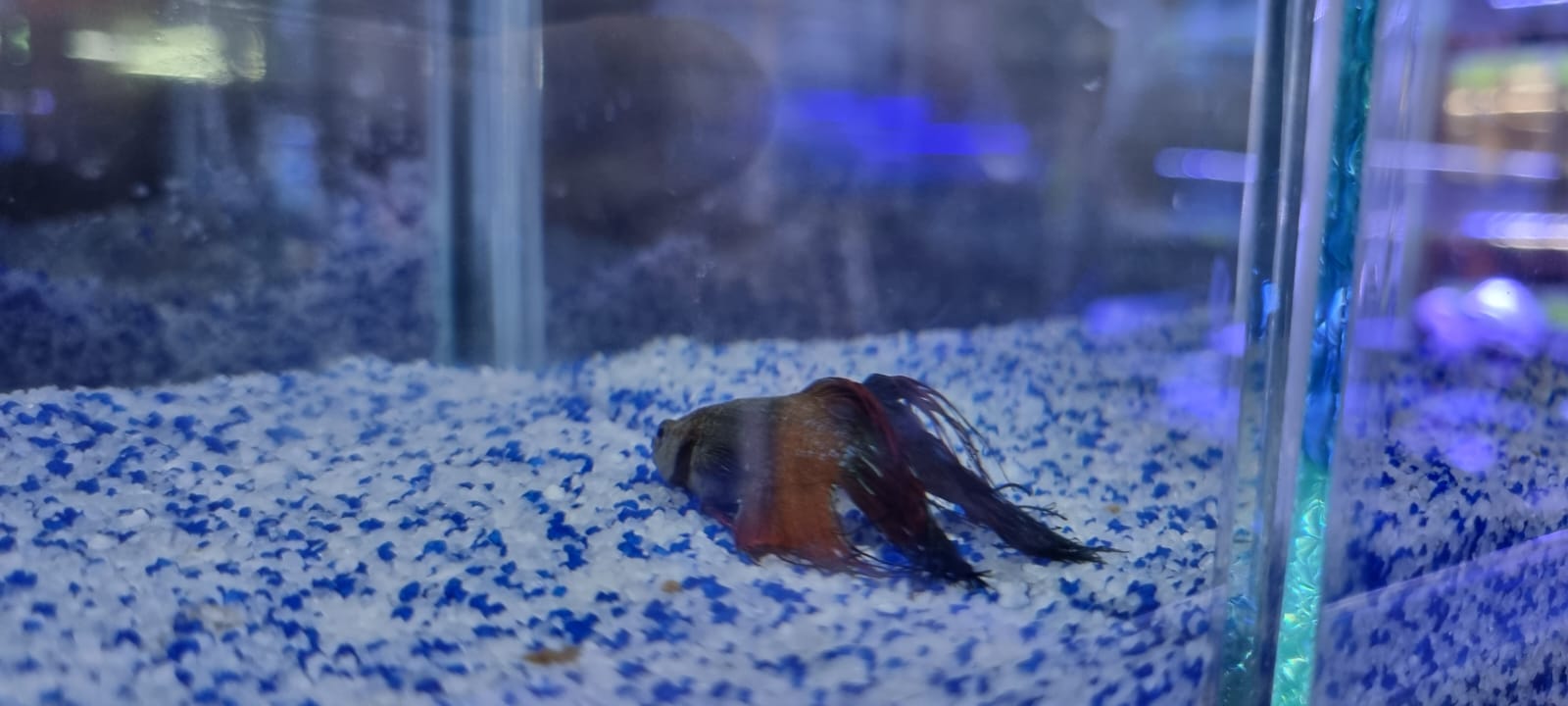 Mudanças na aparência - Peixe betta doente: saiba detectar e tratar Mudanças na aparência - Peixe betta doente: saiba detectar e tratar