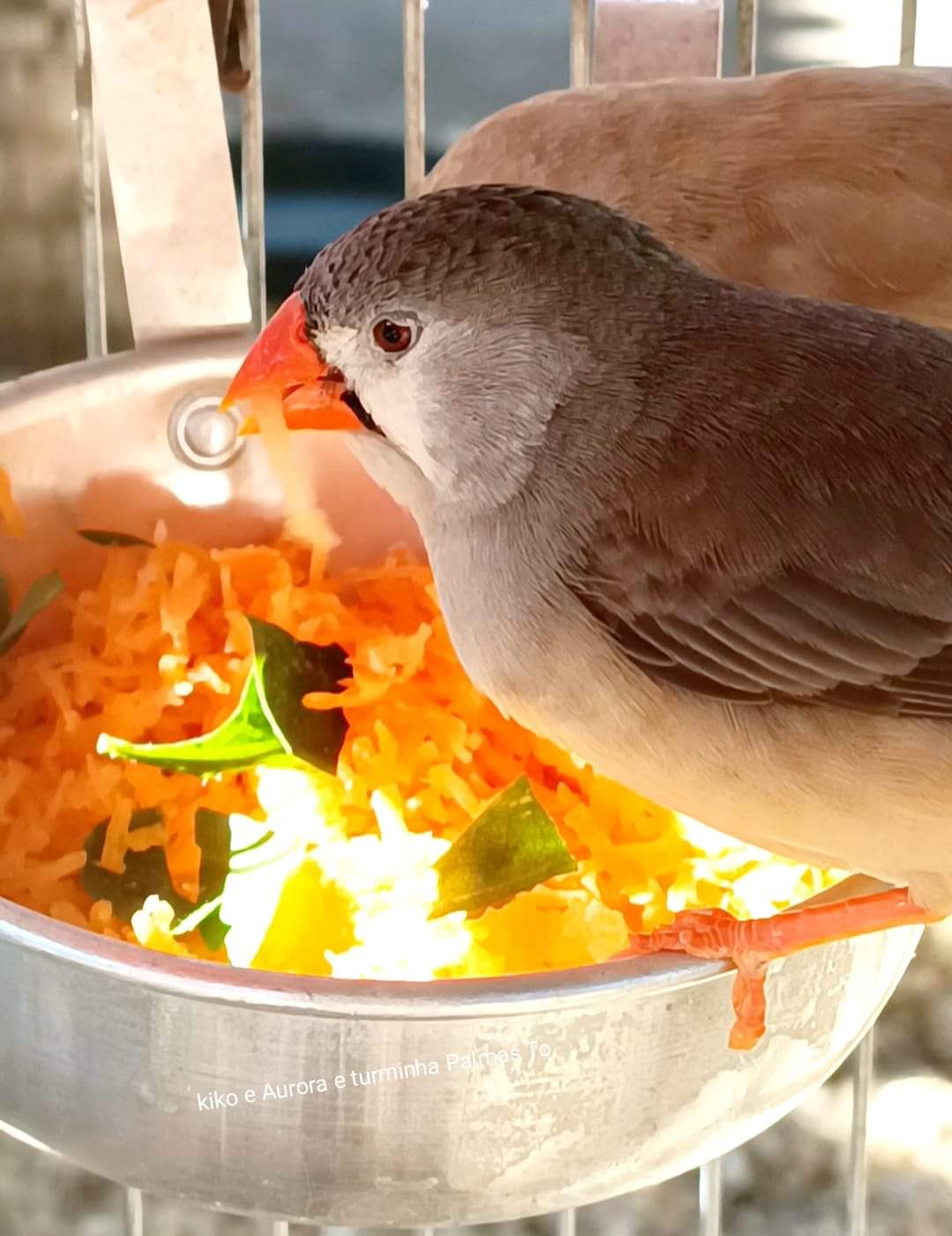 Alimentação - Diamante Mandarim: conheça essa adorável ave