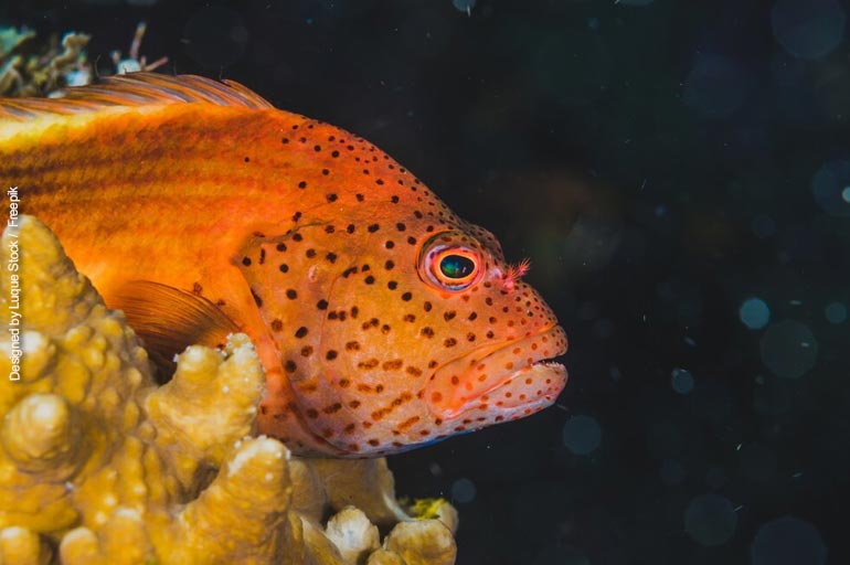 Qualidade da água - Peixe no fundo do aquário: 6 razões por que isso acontece