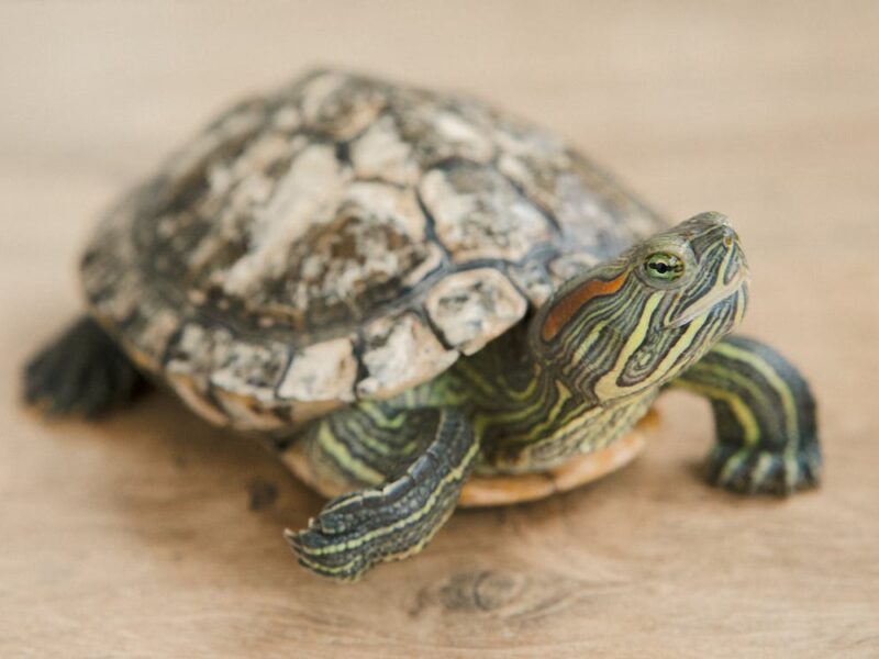 7 pontos importantes sobre como cuidar de tartaruga