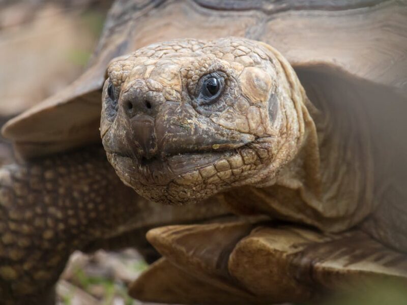 Peixe no fundo do aquário: 6 razões por que isso acontece - Agrosete