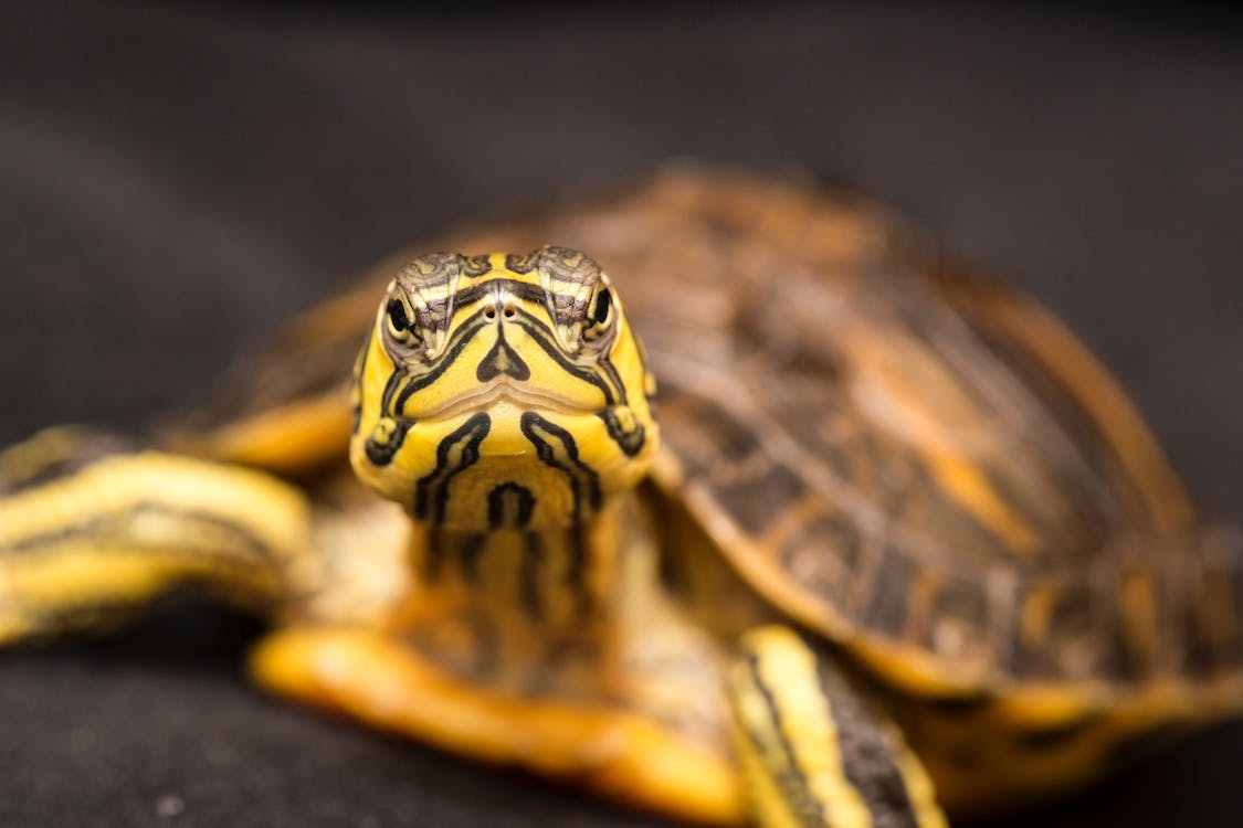 habitat adequado - 7 pontos importantes sobre como cuidar de tartaruga