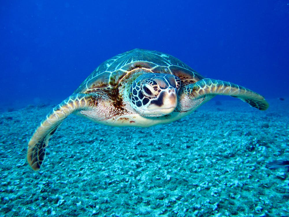 Tartaruga marinha - Tartaruga: entenda a diferença entre as espécies