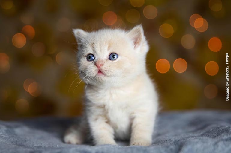 pelagem branca e olhos azuis - Gato surdo: como identificar o problema