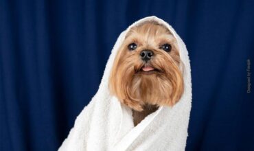 6 dicas para dar banho em cachorro com medo de água