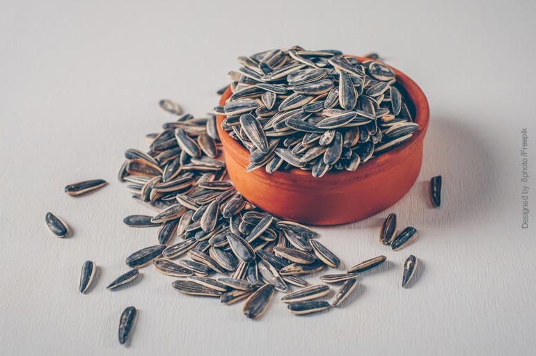 semente de girassol - Girassol para calopsita: a semente é boa para a ave?
