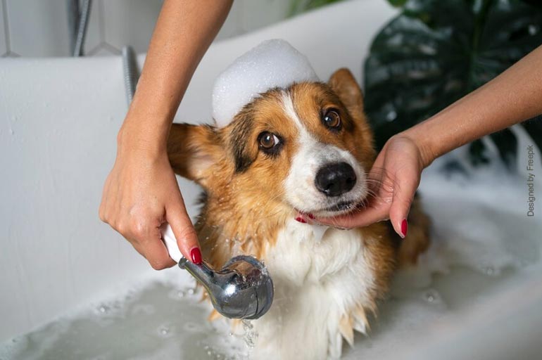 Temperatura da água - 6 dicas para dar banho em cachorro com medo de água